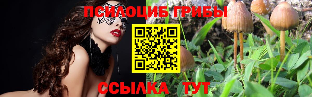 хочу   Вход с VPN  Псилоцибиновые грибы Psilocybe  Стерлитамак  Псилоцибиновые грибы Psilocybe 
